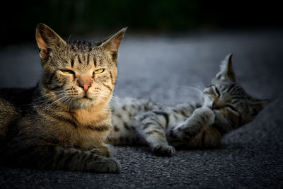 Close-up portrait of a cat resting