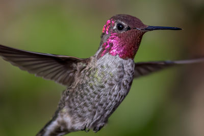 Close-up of bird flying