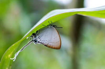 Butterfly on leaf