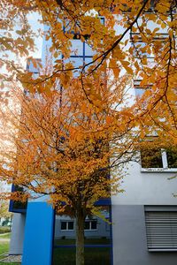 Close-up of tree during autumn