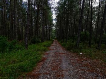 Empty road amidst trees in forest