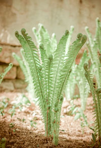 Close-up of plant growing on land