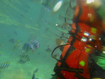 Close-up of fish swimming in aquarium