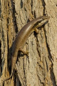 An ovambo tree skink in the erongo region of namibia