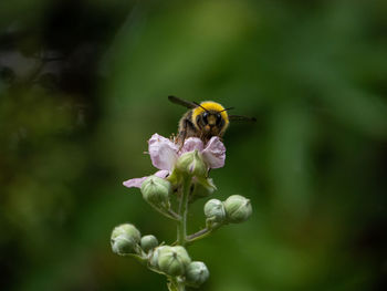 Close-up of bee pollinating on purple flower