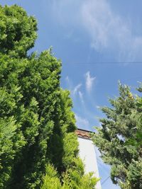Trees against sky