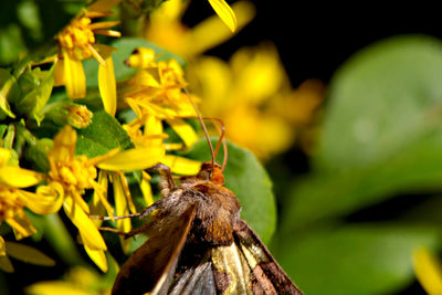 Close-up of butterfly on flower