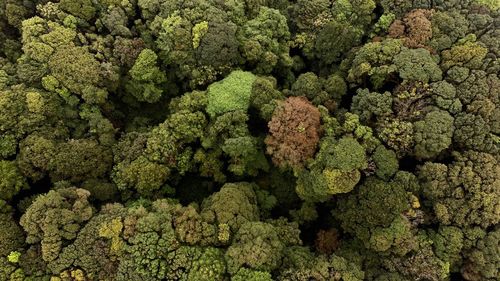 Full frame shot of broccoli