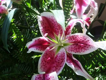 Close-up of pink flower