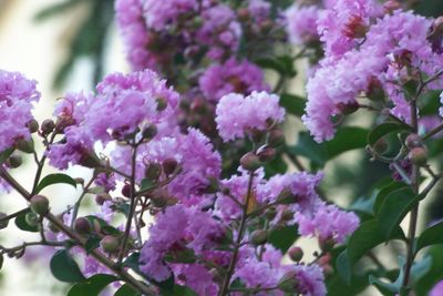 Close-up of pink flowers blooming outdoors