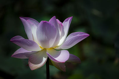 Close-up of purple water lily