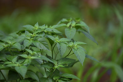 Close-up of fresh green plant. chilli plants that are not yet bearing fruit.