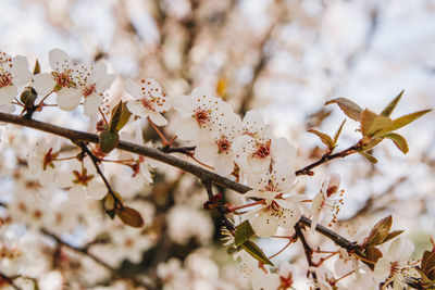Low angle view of cherry blossoms in spring