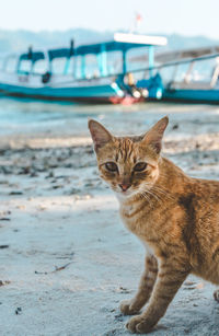 Portrait of a cat