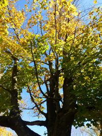 Low angle view of flowering tree against sky