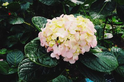 Close-up of flowers