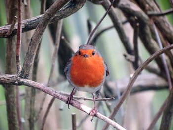Close-up of robin perching on branch