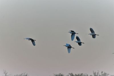 Low angle view of birds flying in sky