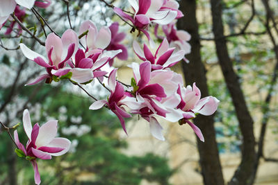 Close-up of pink flowers on tree