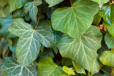 Full frame shot of fresh green leaves