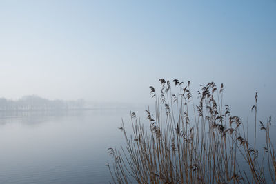 Plants growing by lake against sky