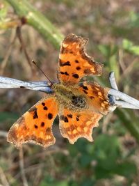 Close-up of butterfly on flower