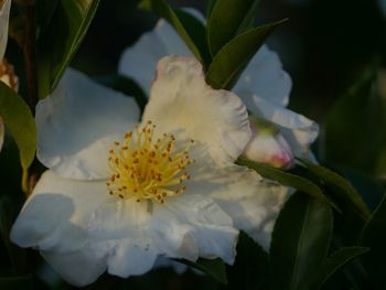 Close-up of white flowers