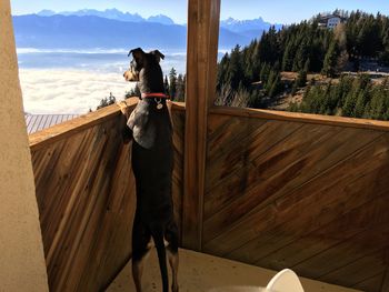 Dog standing by tree against sky