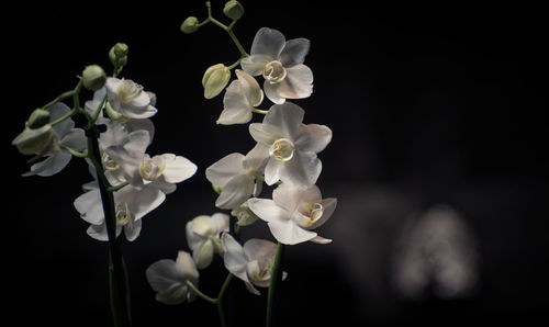 Close-up of flowers against black background