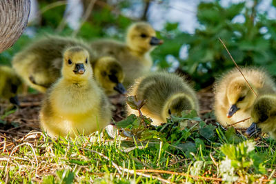 Close-up of birds in grass