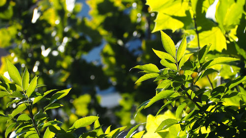 Close-up of leaves on sunny day