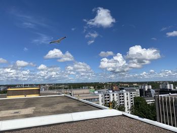 Birds flying over city buildings