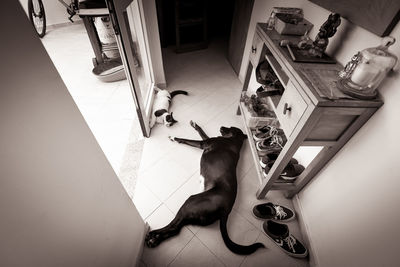 High angle view of cat relaxing on tiled floor