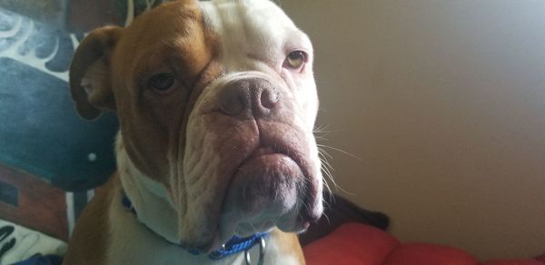 Close-up portrait of a dog at home