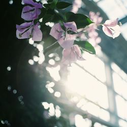 Close-up of purple flowering tree