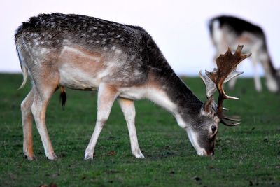 Close-up of deer grazing on grass