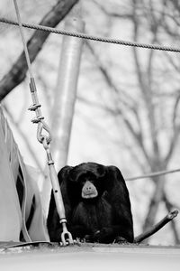 Monkey sitting outdoors