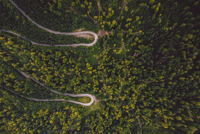 Directly above shot of roads amidst forest