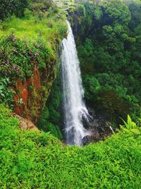 Waterfall in forest