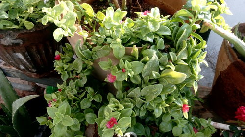 High angle view of potted plants