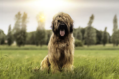 Portrait of dog on field