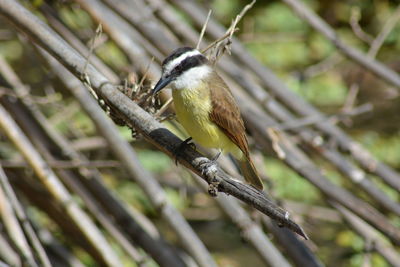 Close-up of bird perching on branch