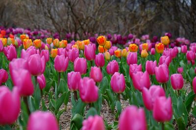 Pink flowers blooming in field