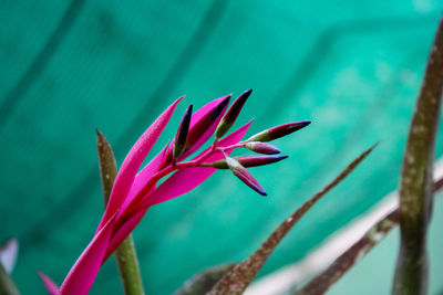 Close-up of pink flowering plant