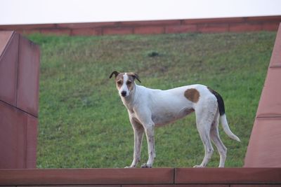 Portrait of a dog standing on field