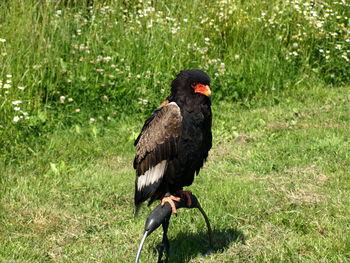 Black bird perching on a field