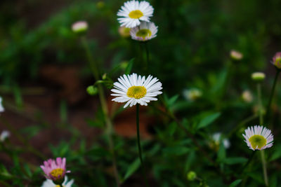 Close-up of white daisy flowers on field