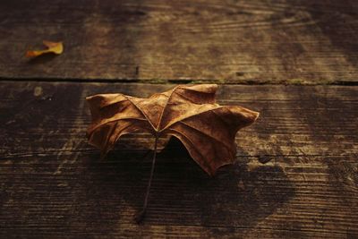 Dry leaves on wood