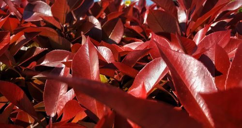 Full frame shot of red leaves