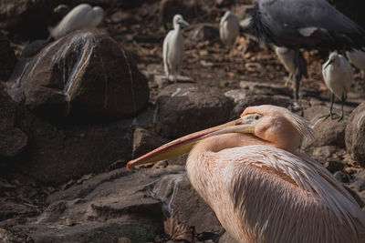 Close-up of pelican